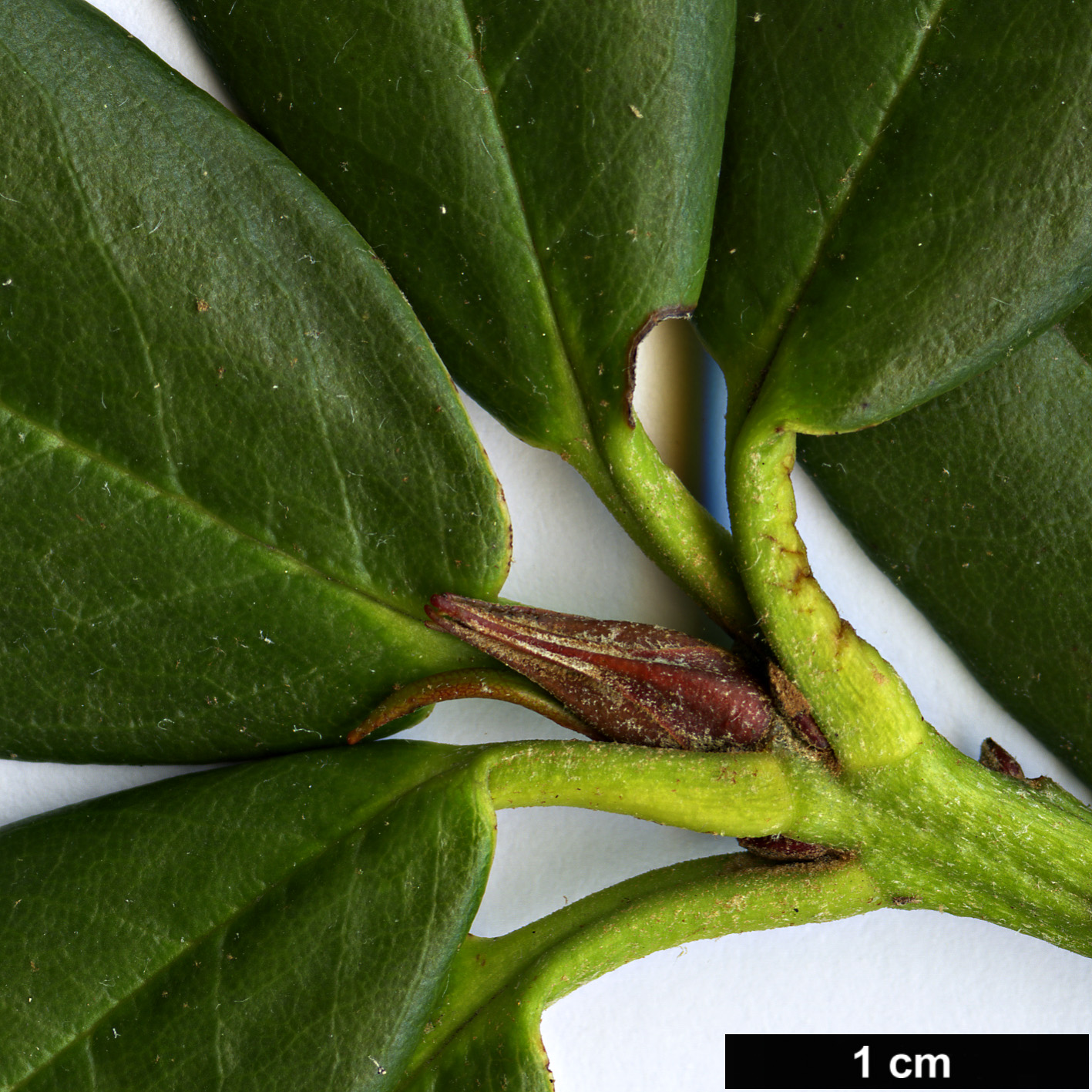 High resolution image: Family: Ericaceae - Genus: Rhododendron - Taxon: dichroanthum - SpeciesSub: subsp. apodectum